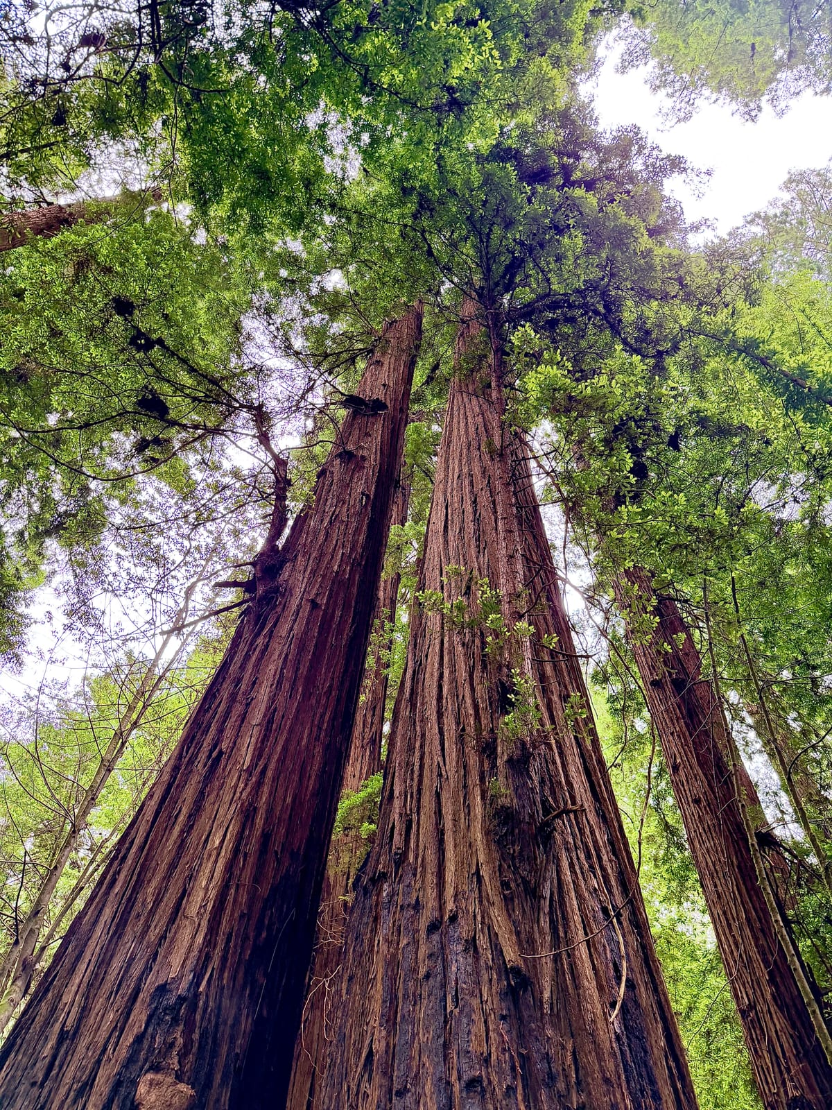 Several enormous redwood trunks rising into a dense green canopy