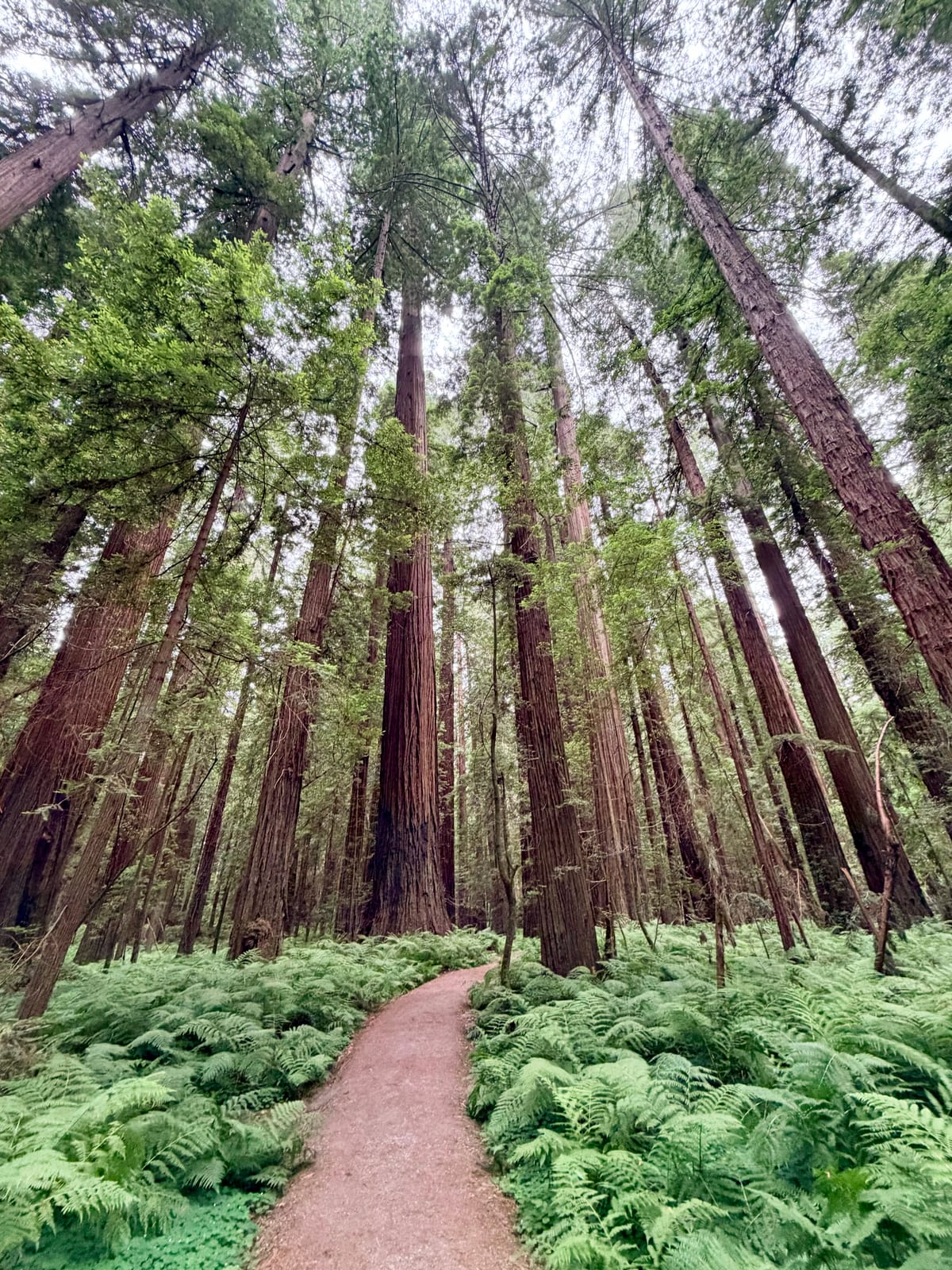 A narrow trail winding through ferns beneath towering redwood trees