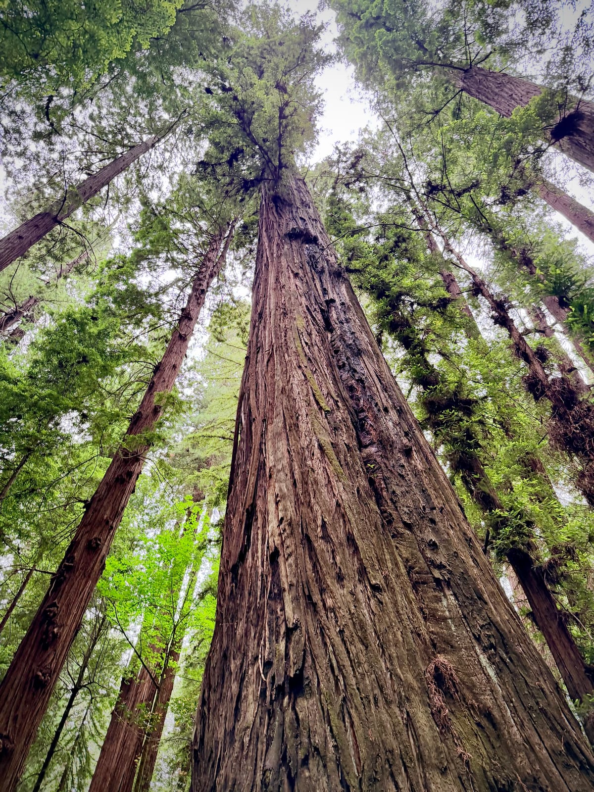 A close view looking straight up the textured trunk of an ancient redwood