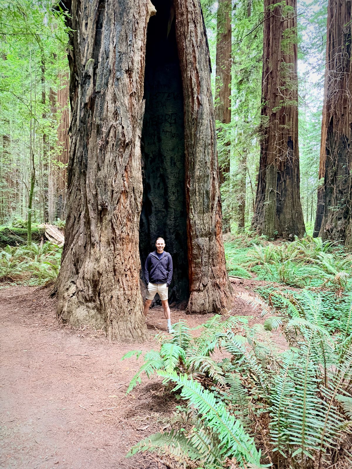 A smiling person standing inside the hollow base of a massive redwood tree