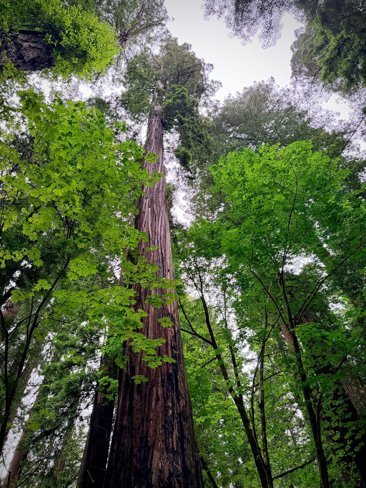 A towering redwood framed by layers of vivid green leaves