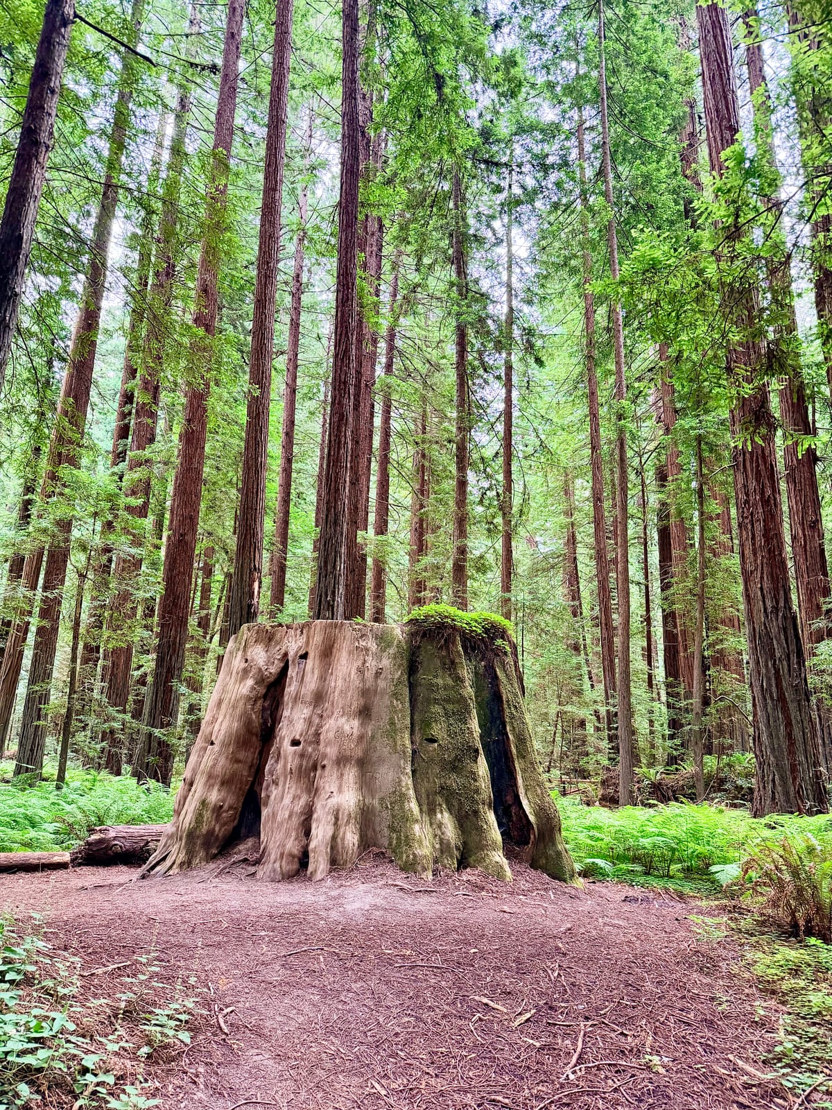 A huge weathered redwood stump surrounded by tall trees and bright green ferns