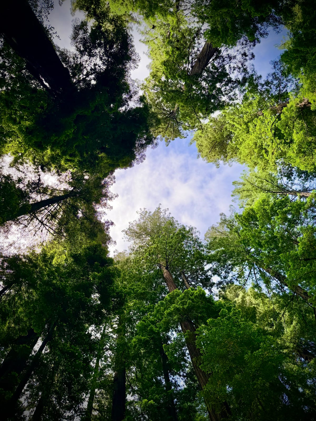 A circle of redwood treetops framing blue sky high above the forest floor