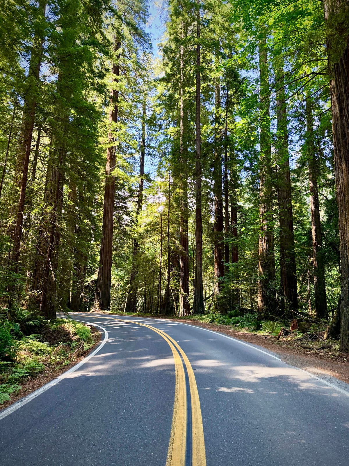 A winding two-lane road passing through a sunlit redwood forest