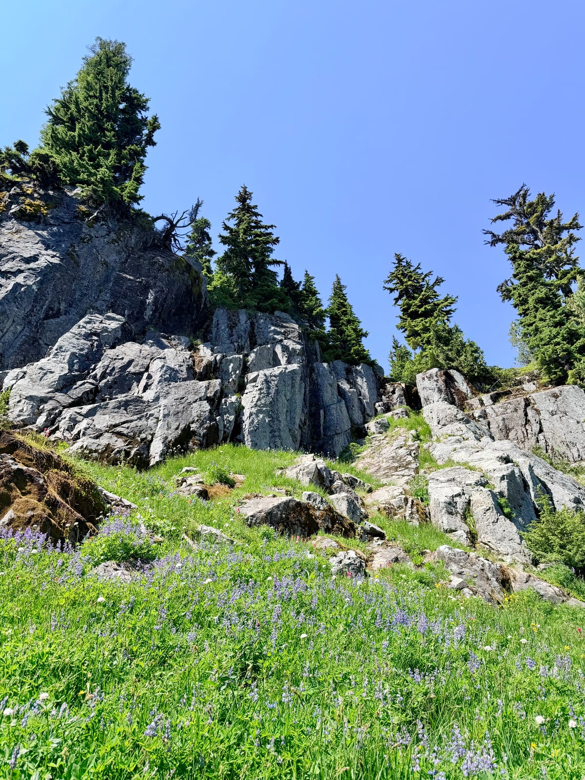 Purple wildflowers growing below a rocky cliff and evergreen trees
