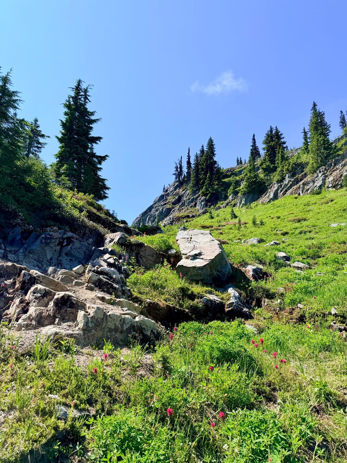 Pink wildflowers scattered across a rocky green slope lined with evergreen trees