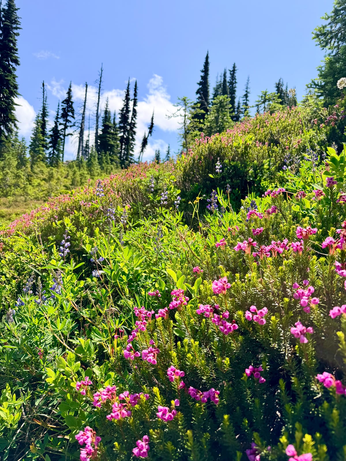 Pink and purple wildflowers covering a sunny hillside among evergreen trees
