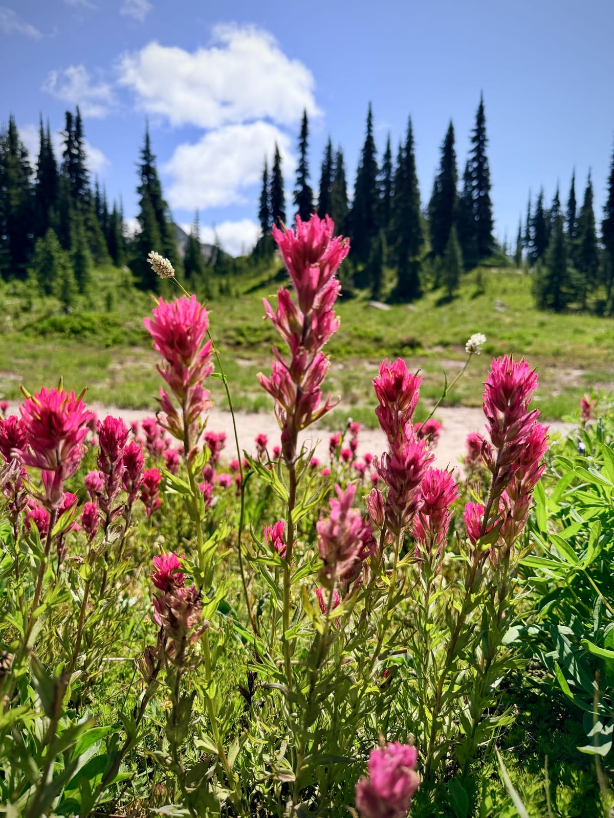 Bright pink wildflowers blooming in front of an alpine meadow and evergreen trees