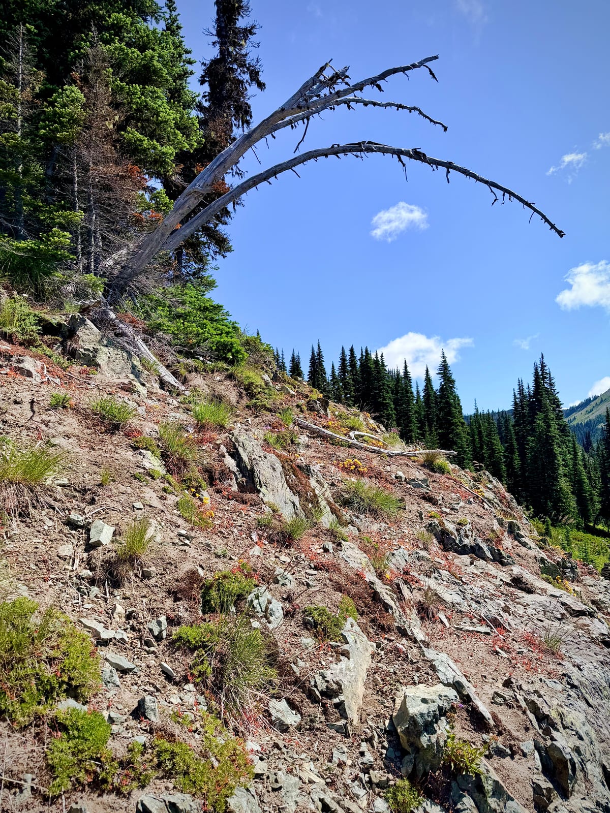 A weathered tree reaching over a rocky alpine slope beneath a bright blue sky
