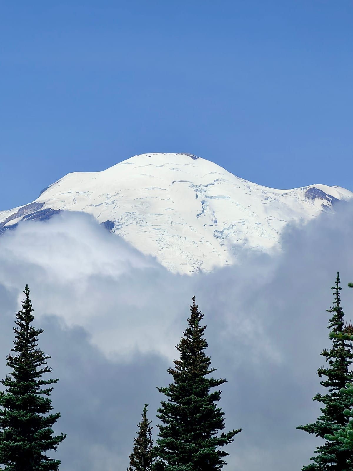 The glacier-covered summit of Mount Rainier rising above clouds and evergreen trees