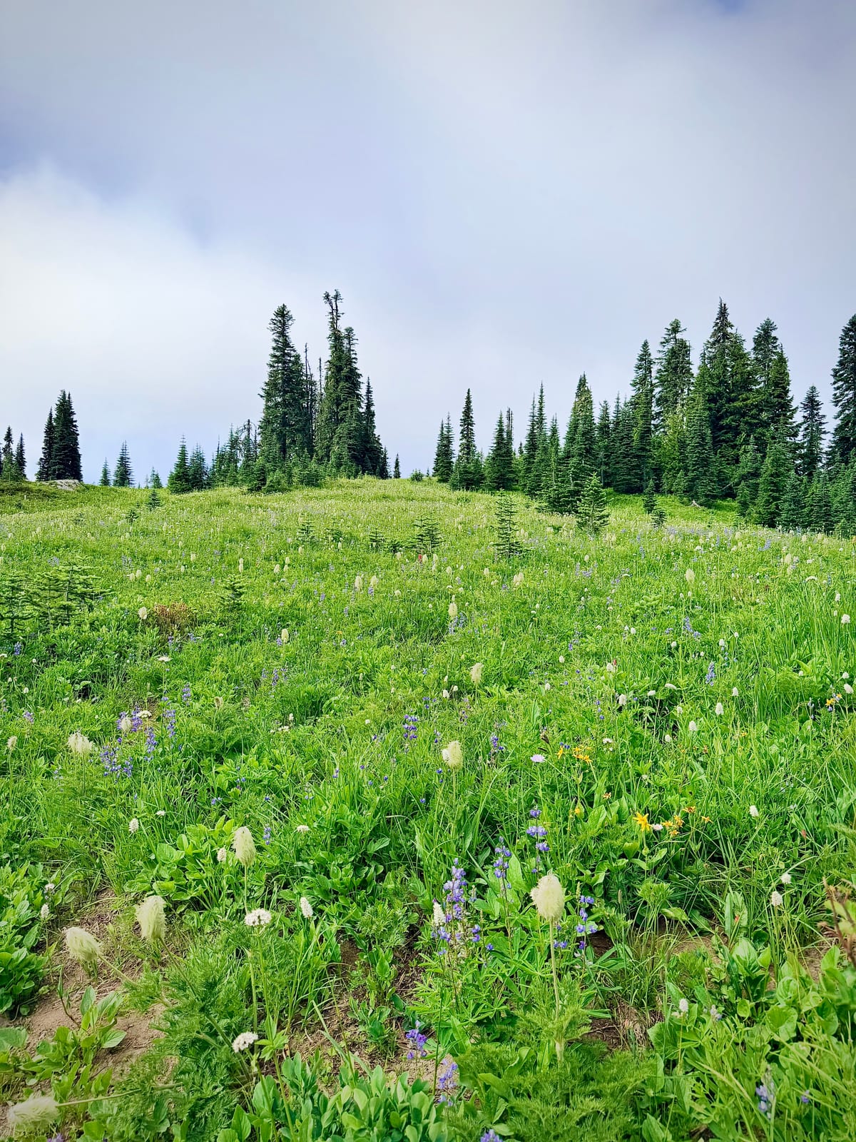A meadow filled with beargrass and purple wildflowers beneath a cloudy sky