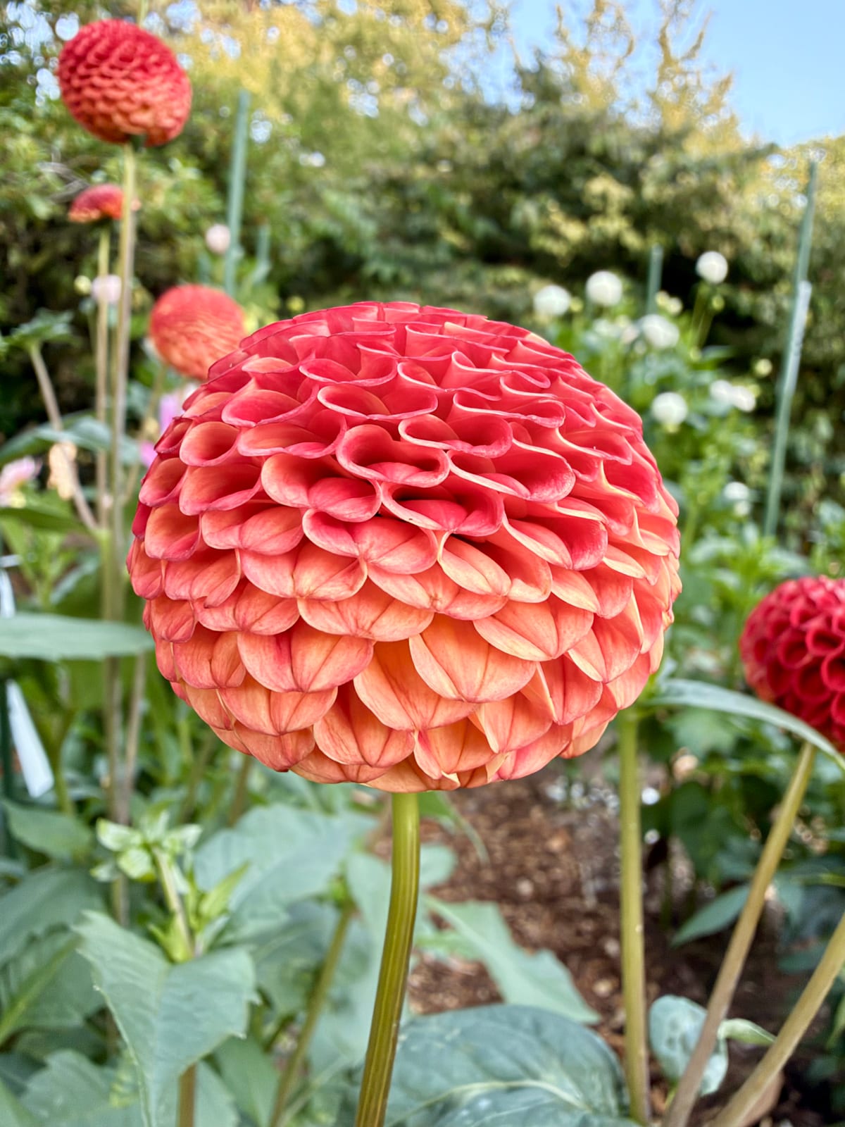 A round coral-colored dahlia with layers of curled petals in a garden