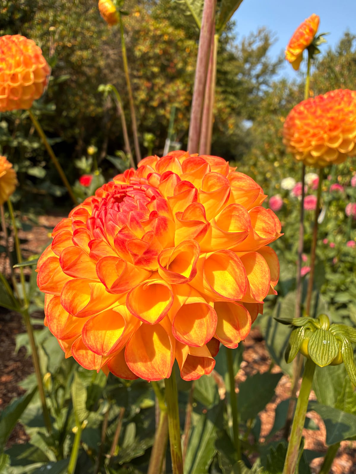 A large orange dahlia edged in red glowing in the afternoon sun