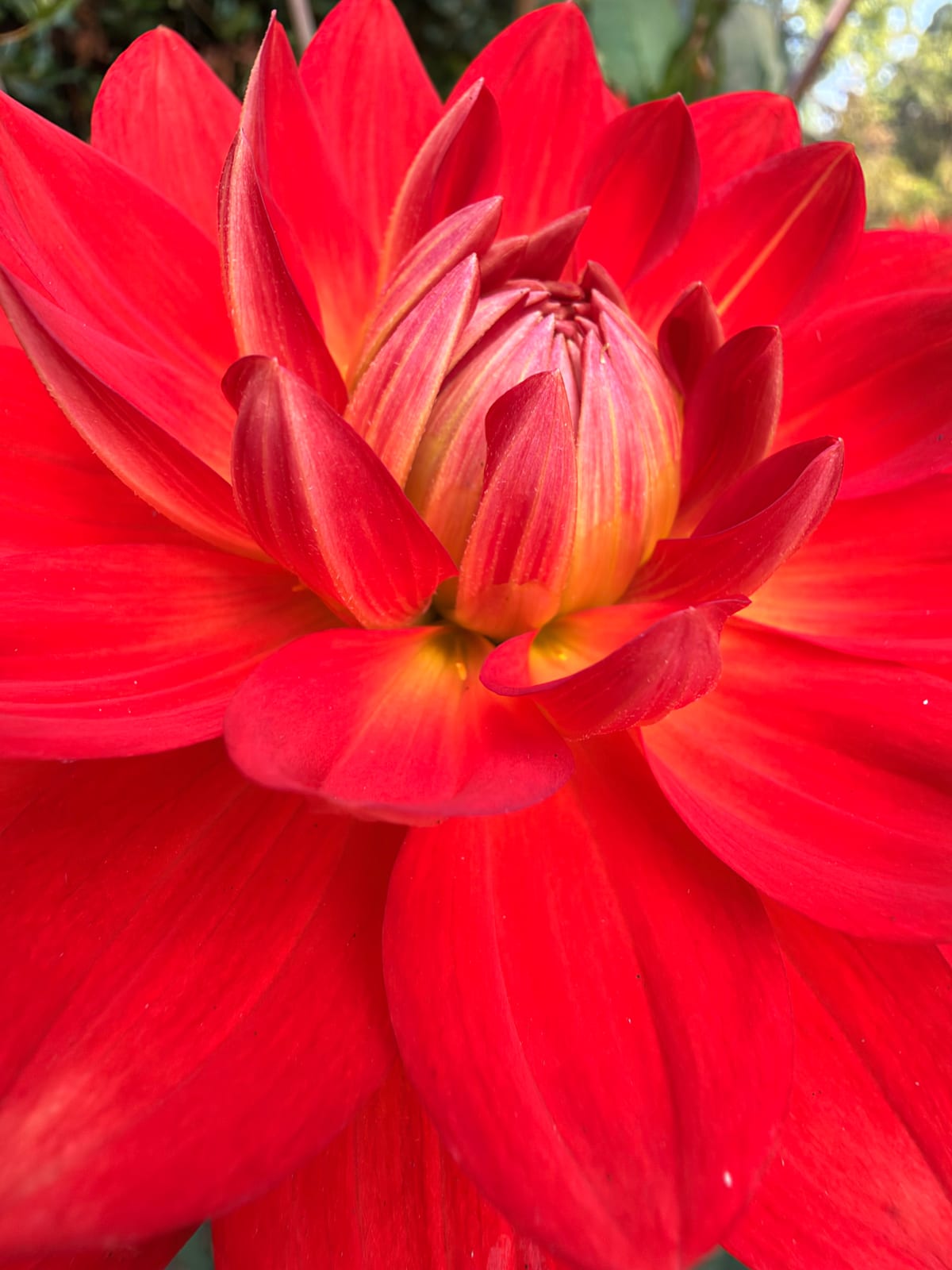 An extreme close-up of vivid red and orange dahlia petals