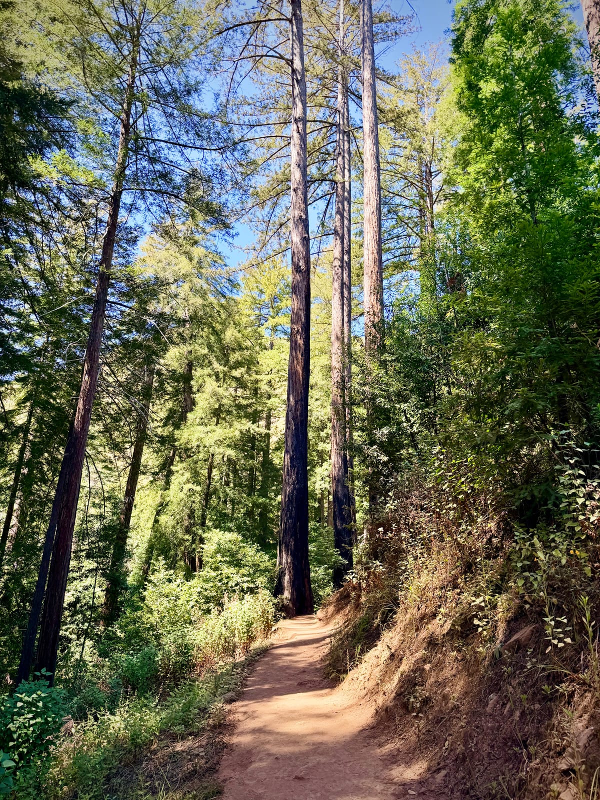 A dusty hiking trail winding between tall trees in Big Sur