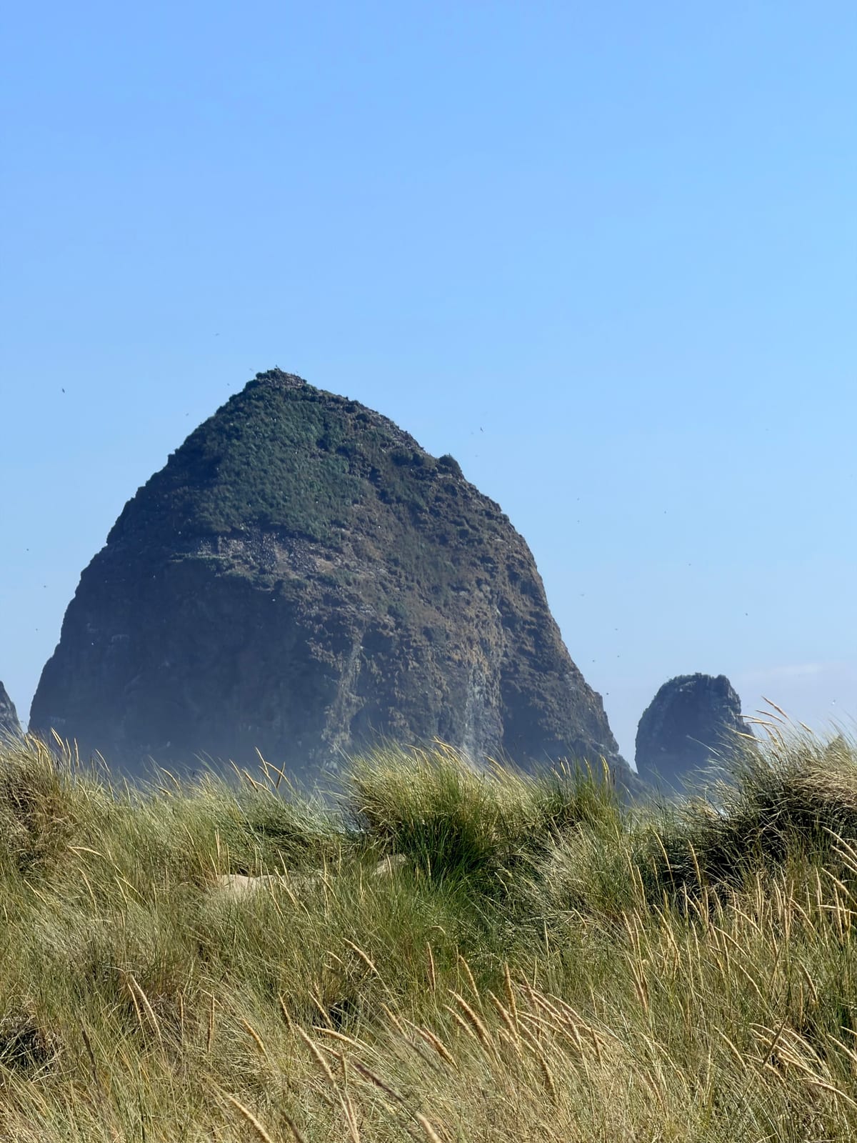 Haystack Rock rising above tall beach grass beneath a clear blue sky