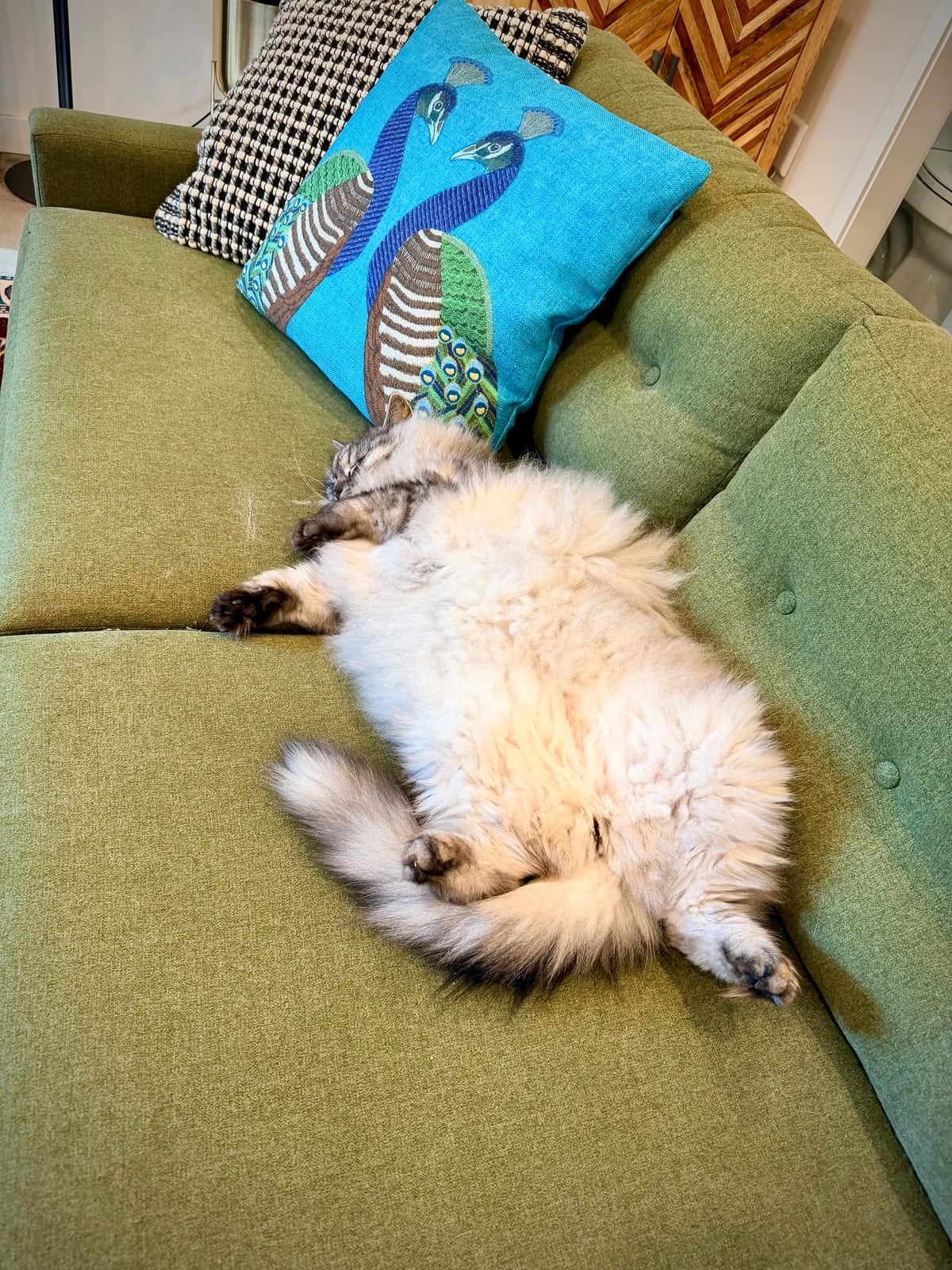Duncan, a fluffy cat, sleeping belly-up across a green couch beneath a bright peacock pillow