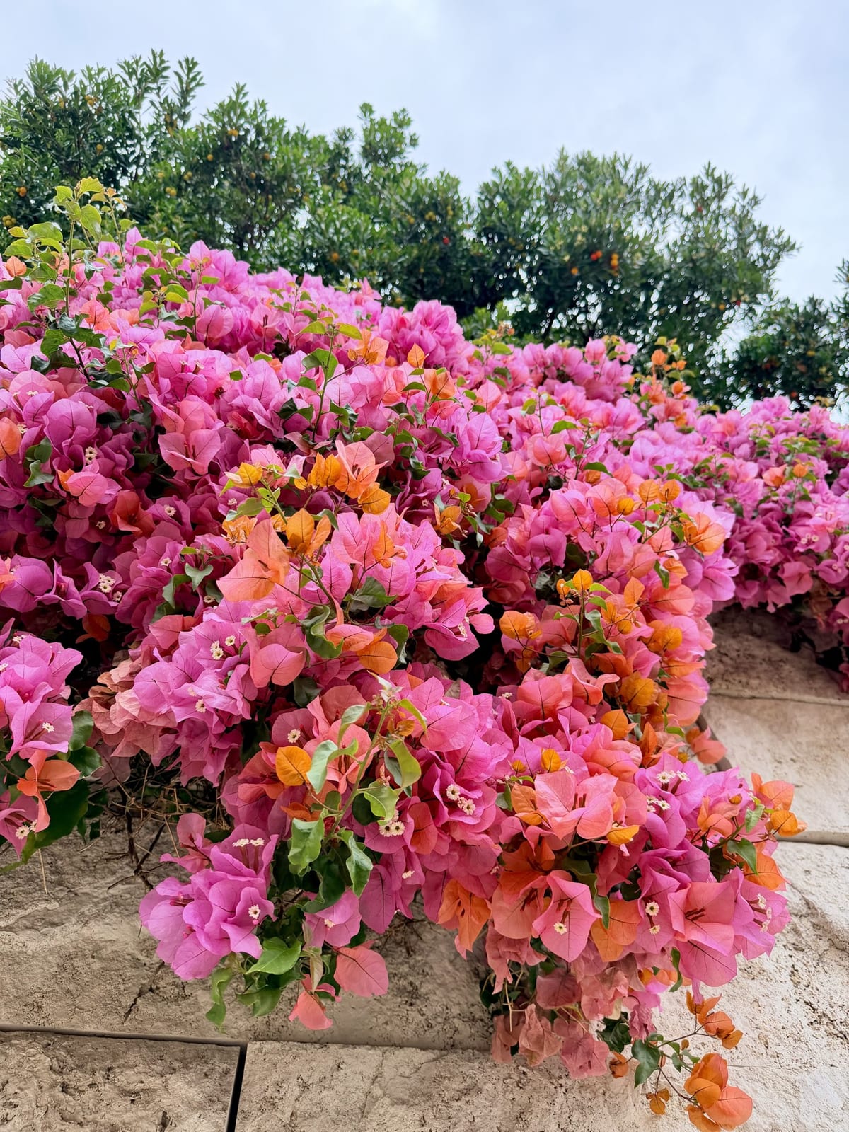 A dense wall of pink and orange bougainvillea