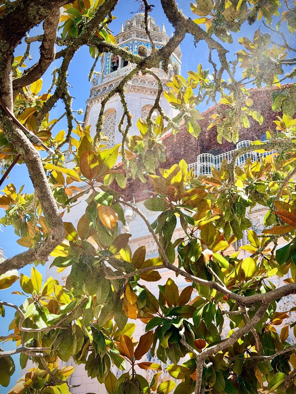 An ornate Hearst Castle tower framed by sunlit magnolia branches