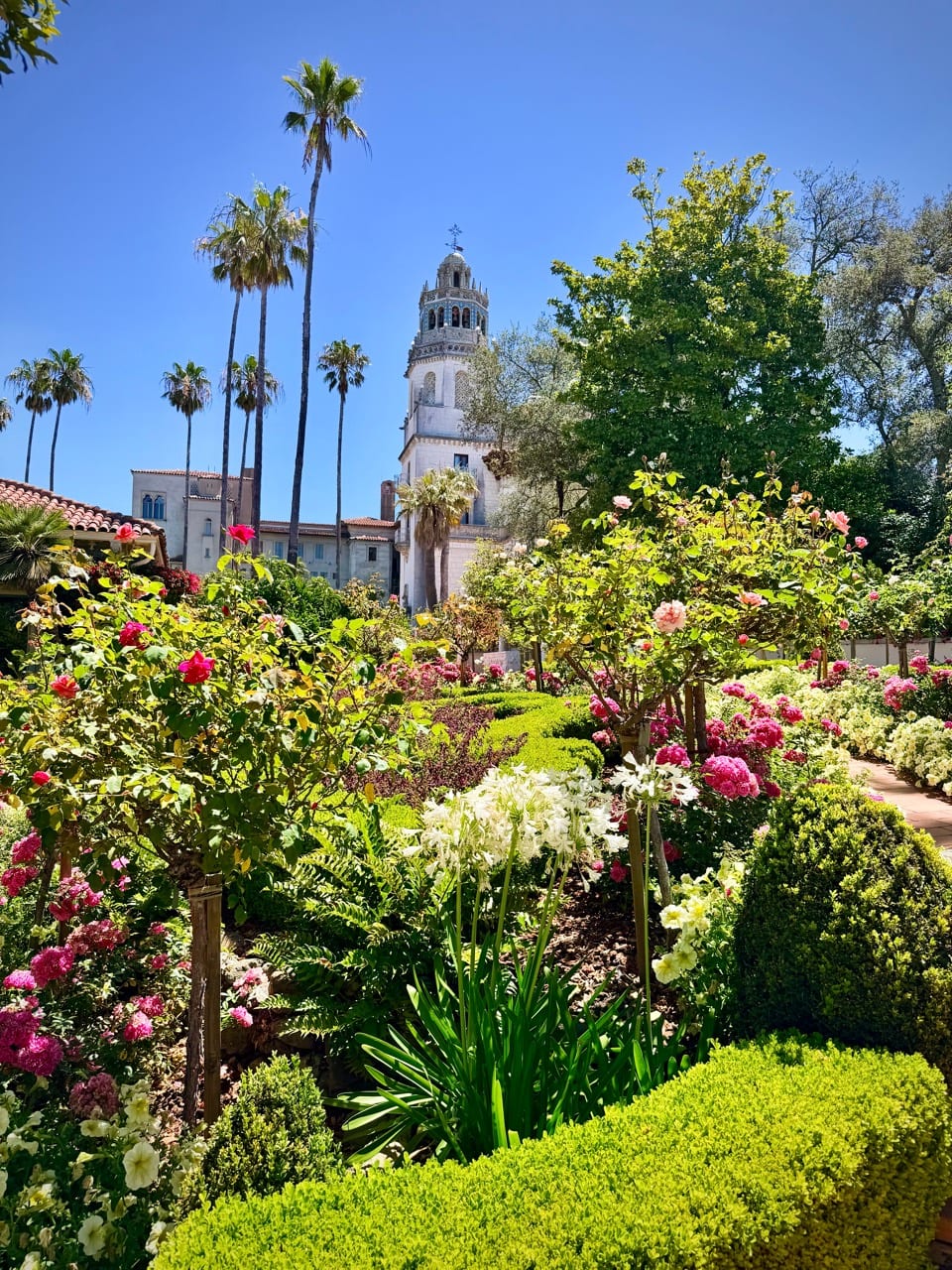 Colorful formal gardens with roses, palm trees, and a Hearst Castle tower