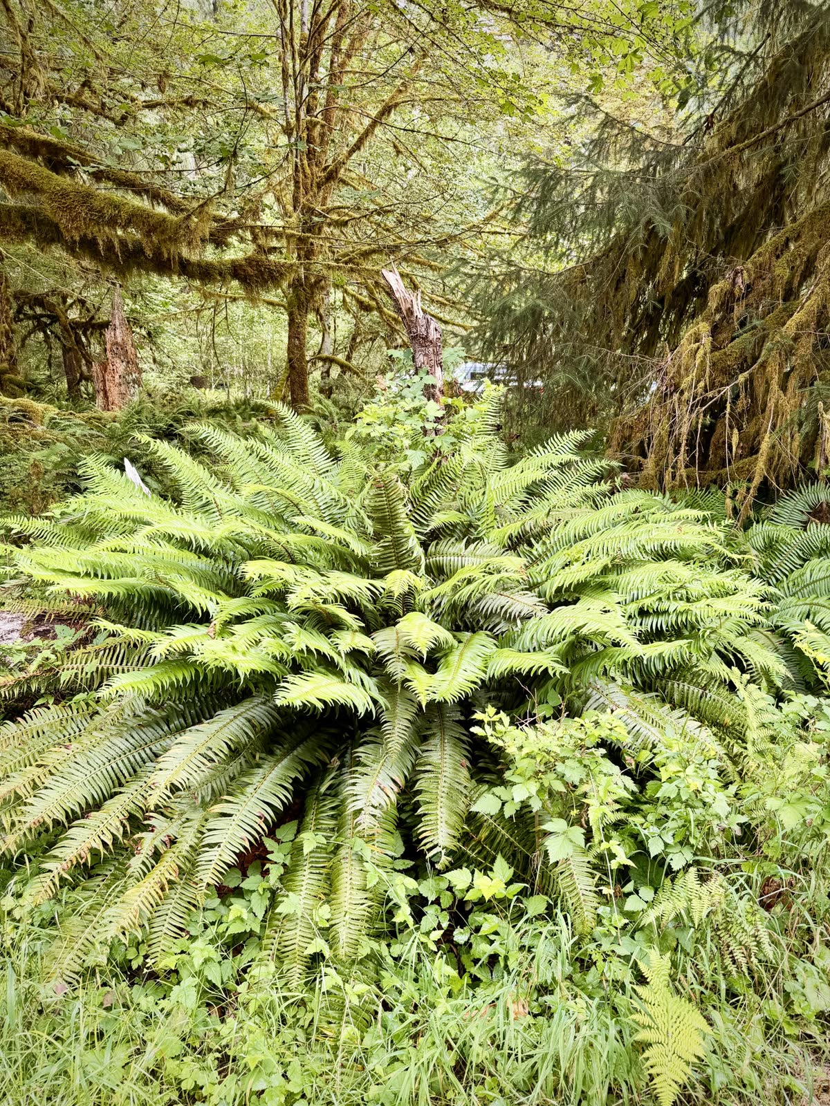 A thick bed of sword ferns beneath moss-covered rainforest branches