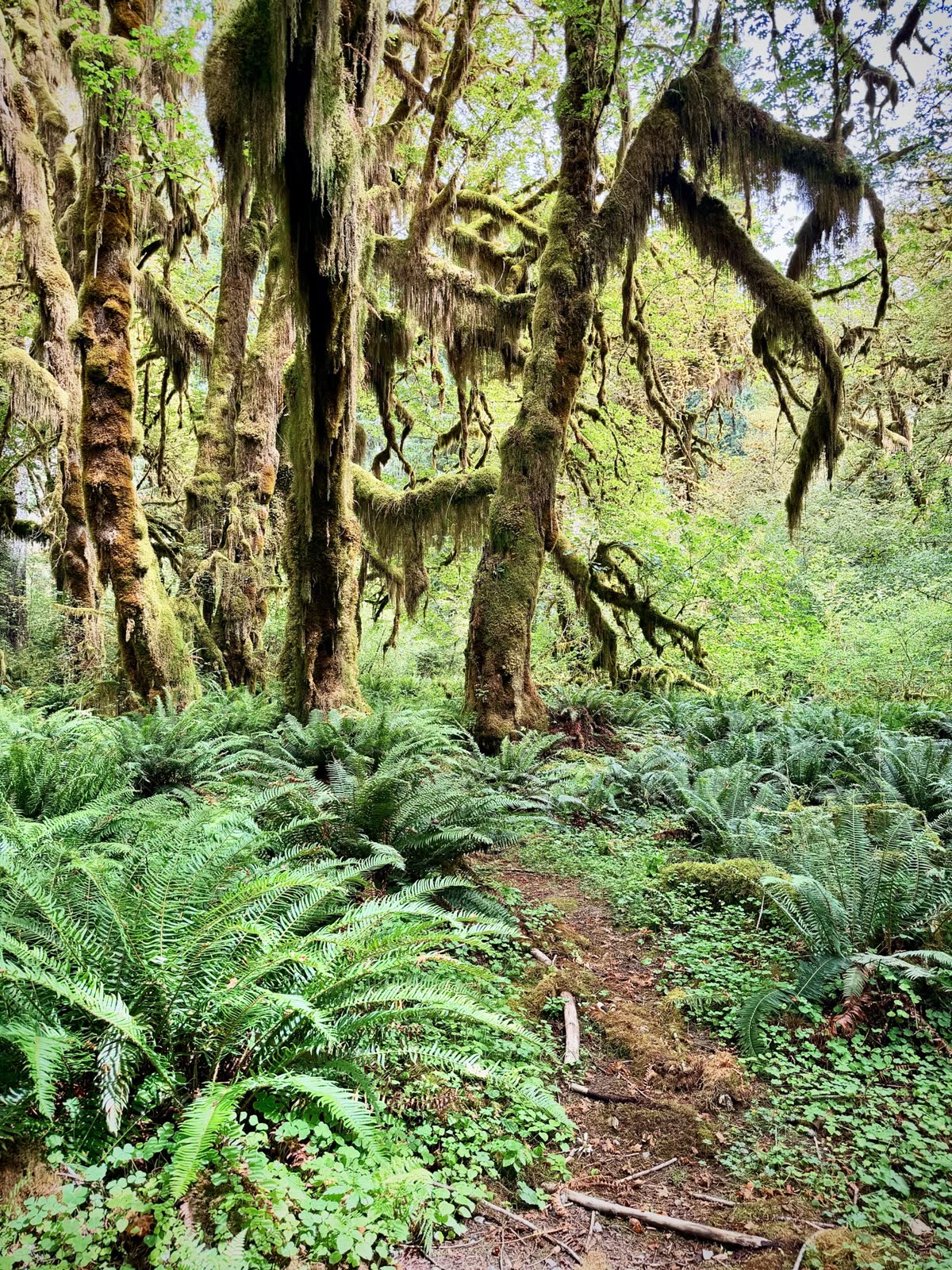 A dense forest floor filled with ferns beneath mossy trees