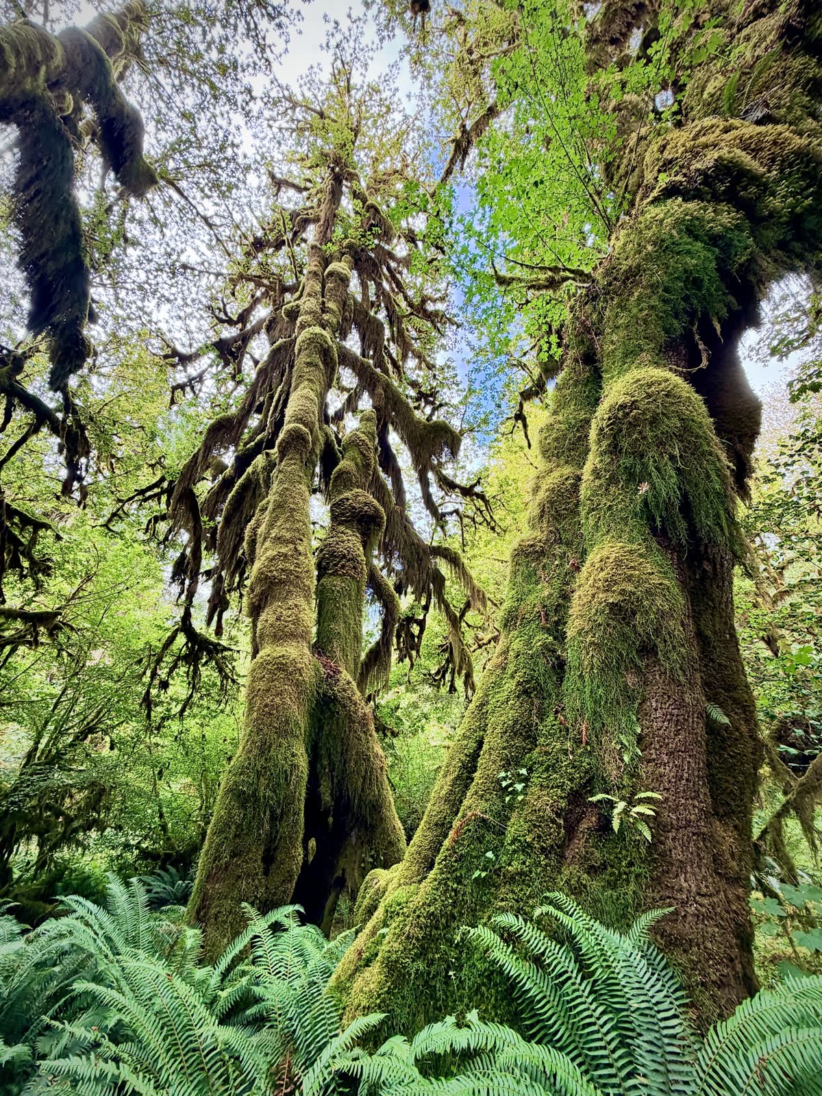 Massive rainforest trees covered from roots to branches in moss