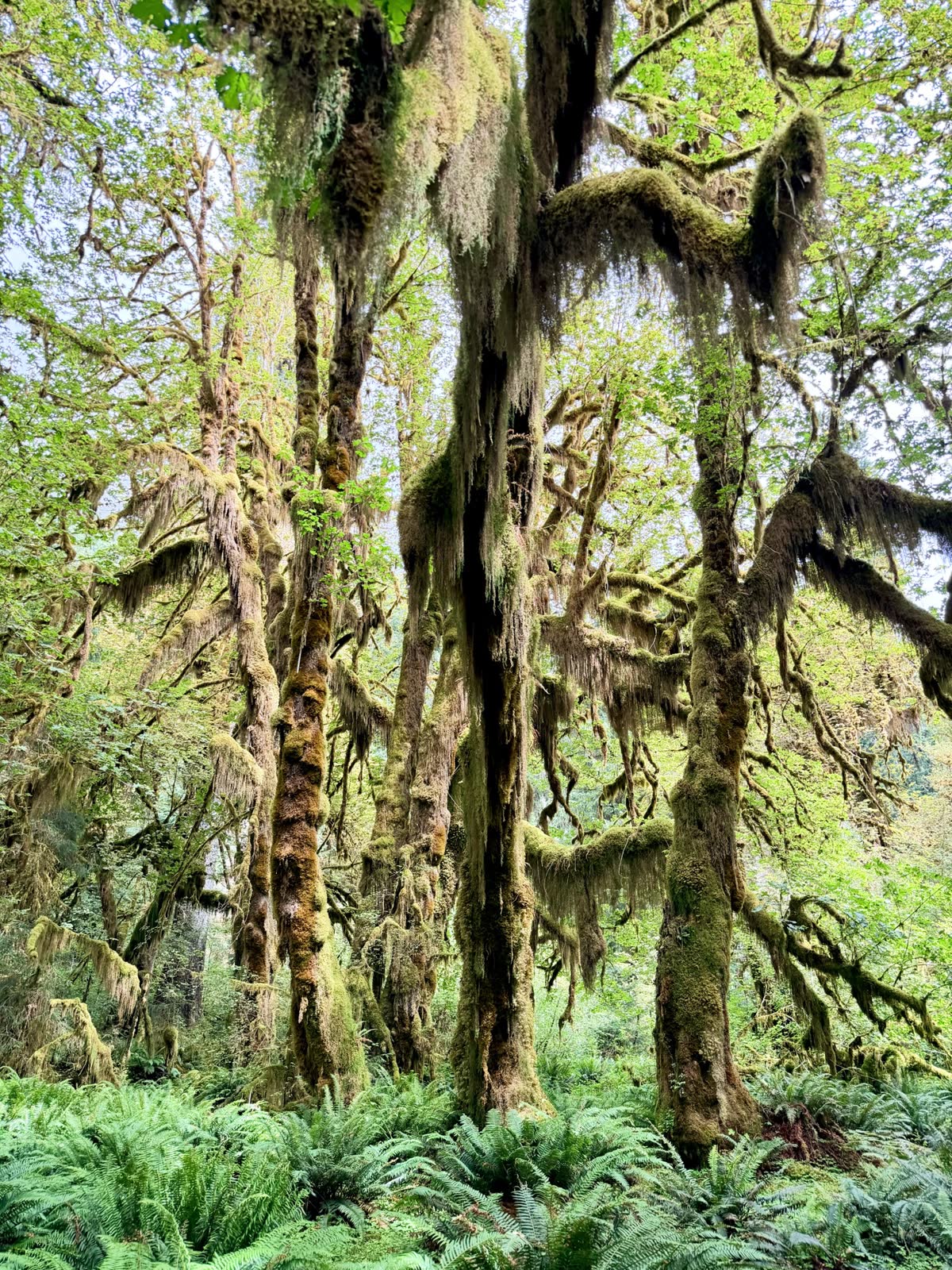 Tall trees draped with long curtains of hanging moss