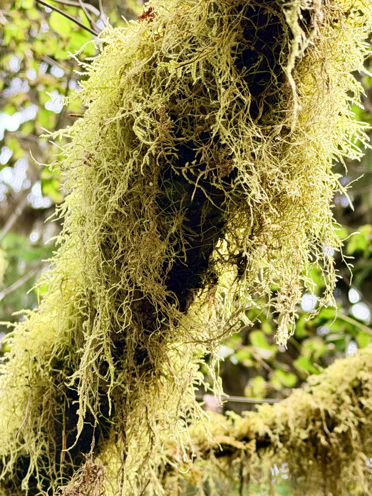 A close view of pale green moss covering a tree trunk