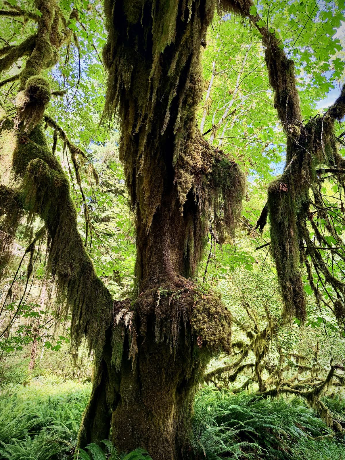 An enormous moss-covered tree surrounded by bright green leaves and ferns