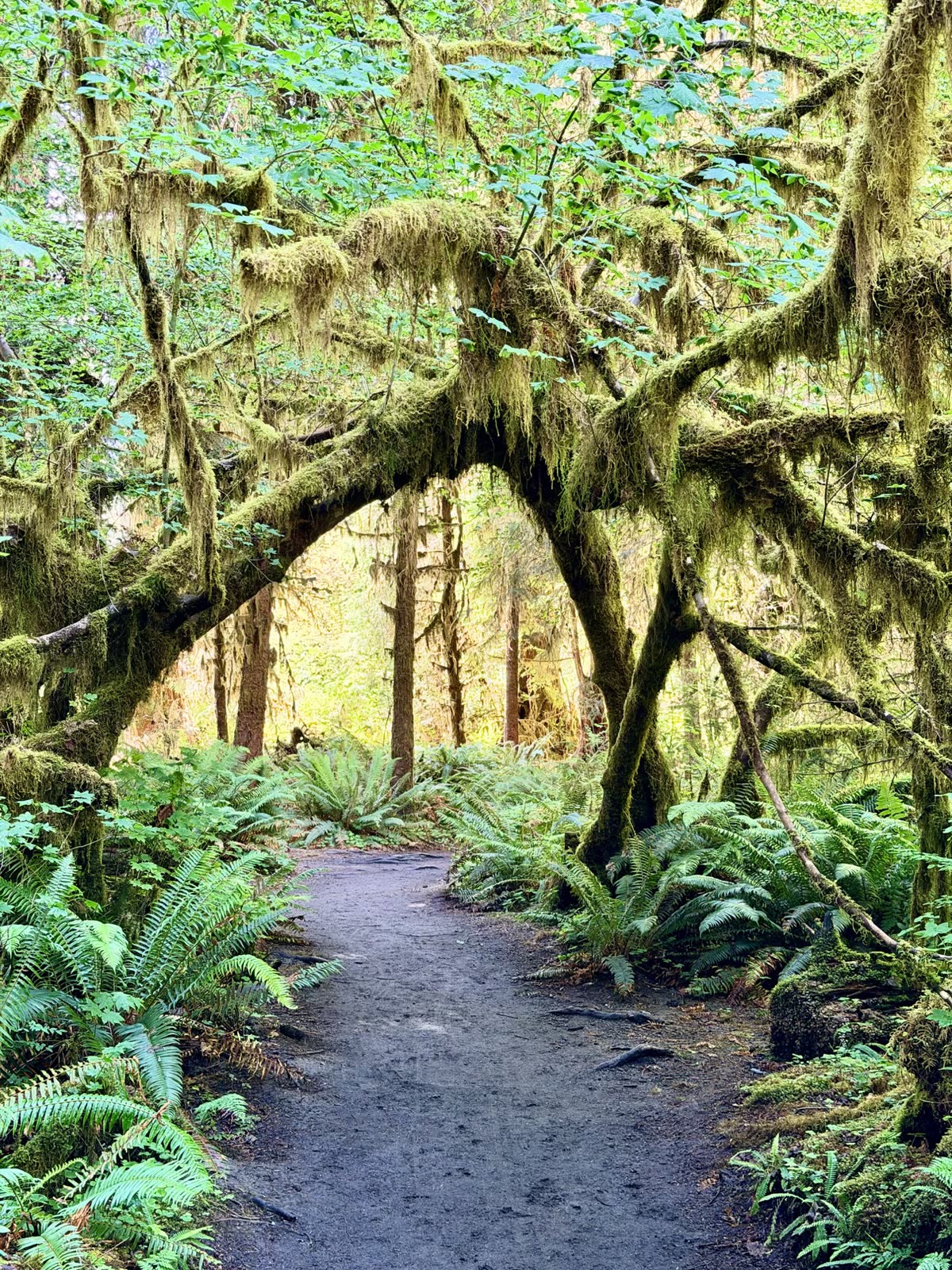 A trail curving beneath moss-covered trees and sword ferns in the Hoh Rain Forest