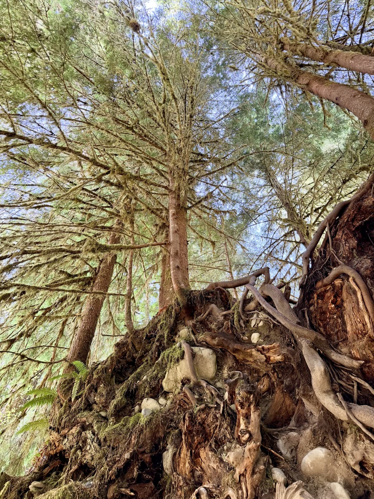 Exposed roots and stones beneath towering rainforest trees