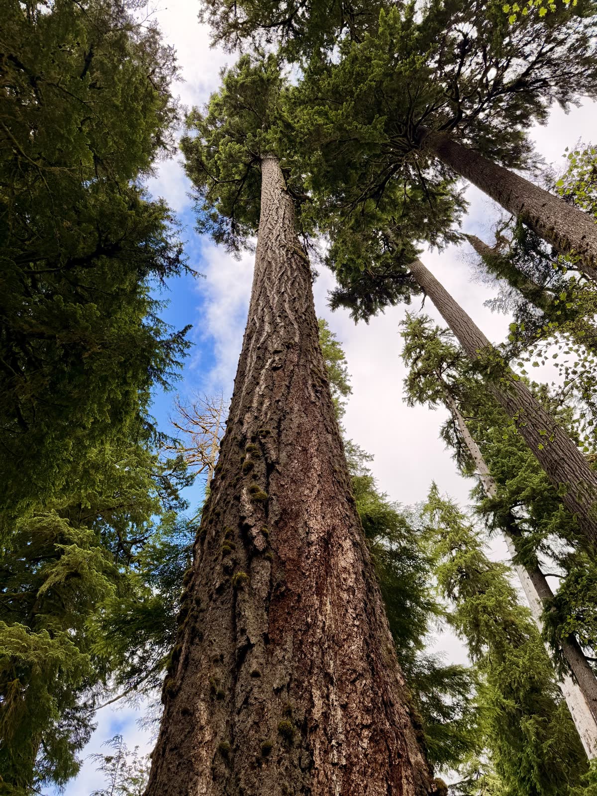 A view straight up the trunk of a towering evergreen tree