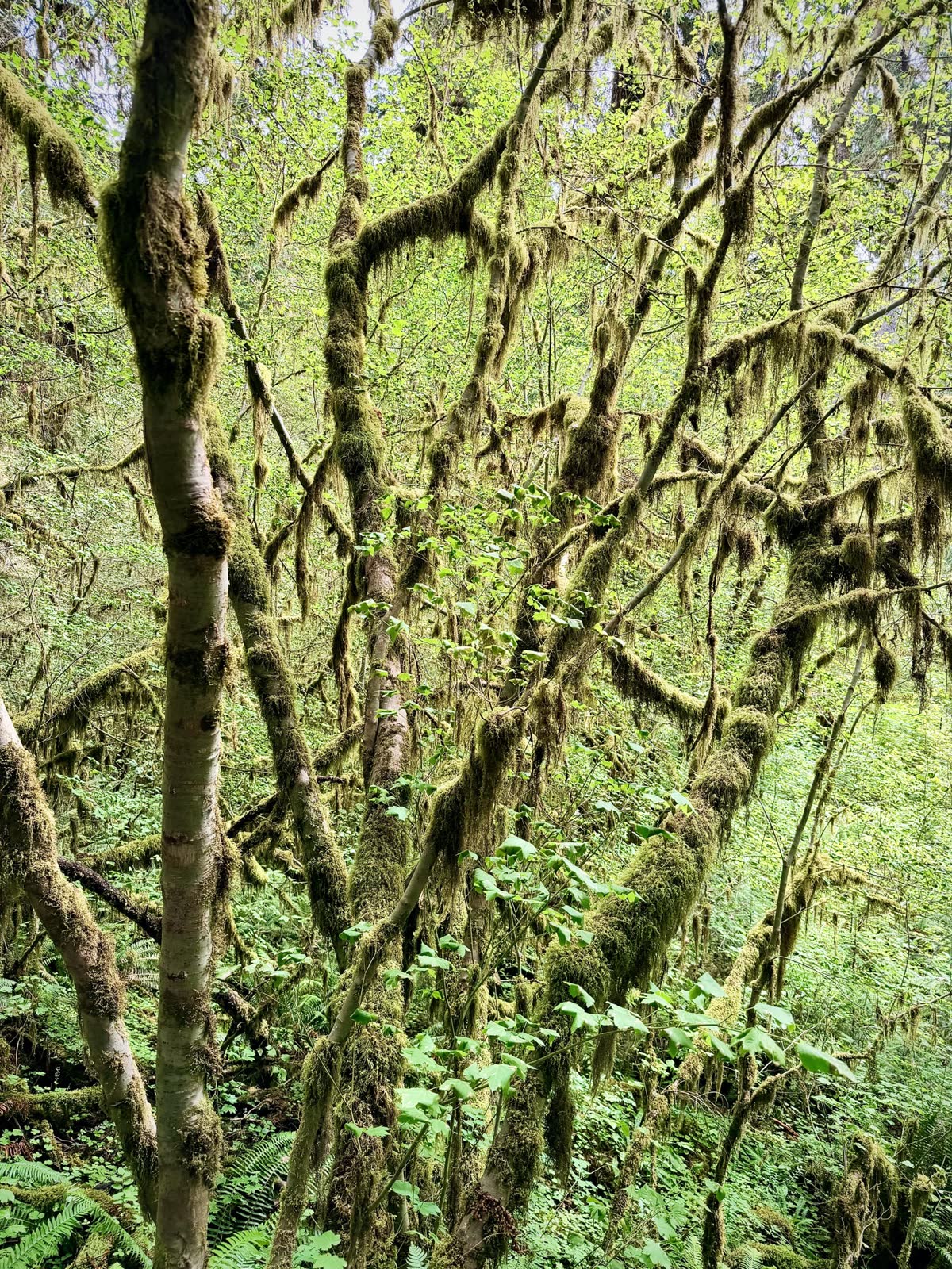 A dense tangle of slender trees covered in moss and vines