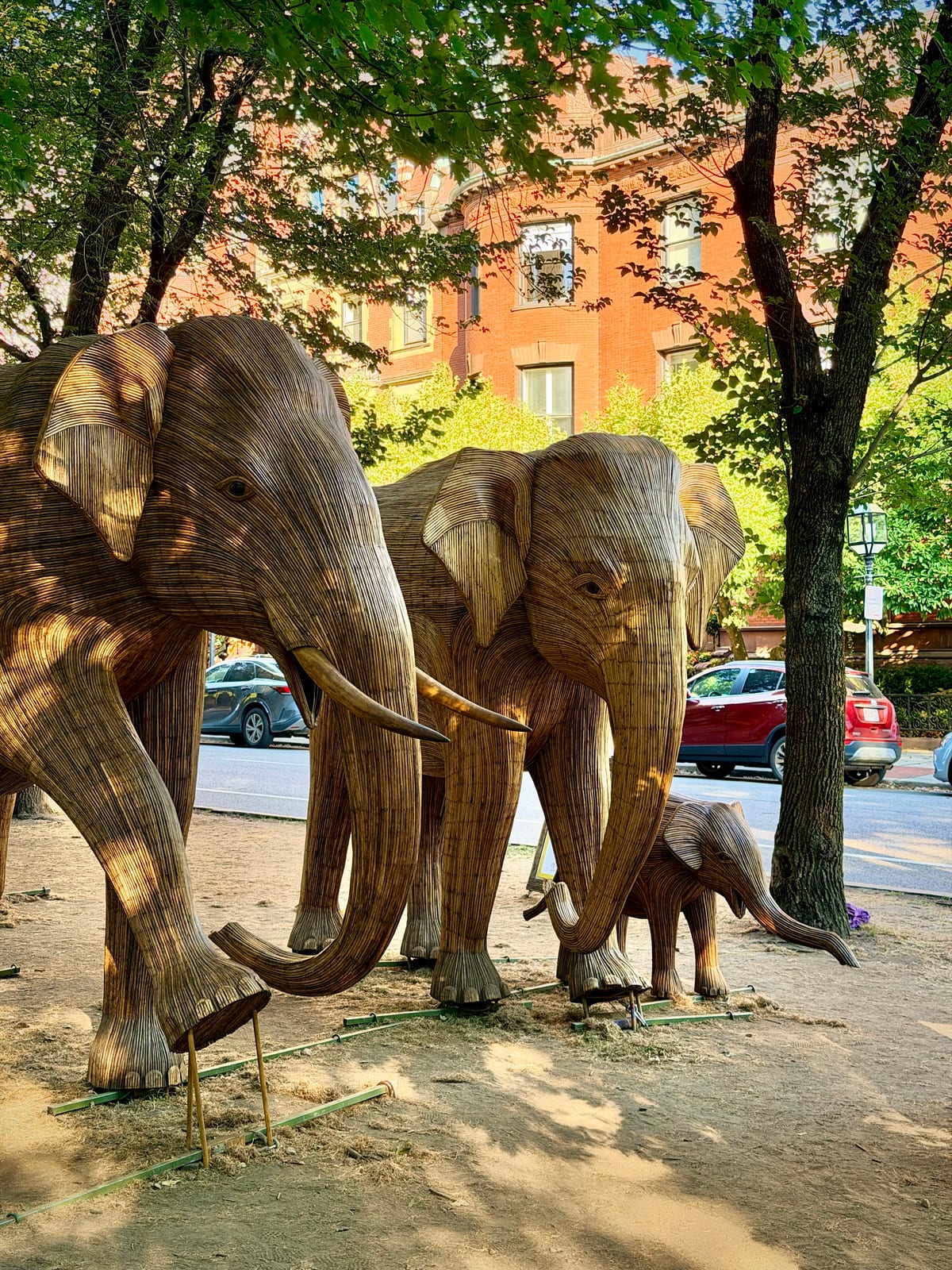A family of woven elephant sculptures gathered beneath leafy trees and surrounded by Boston brownstones