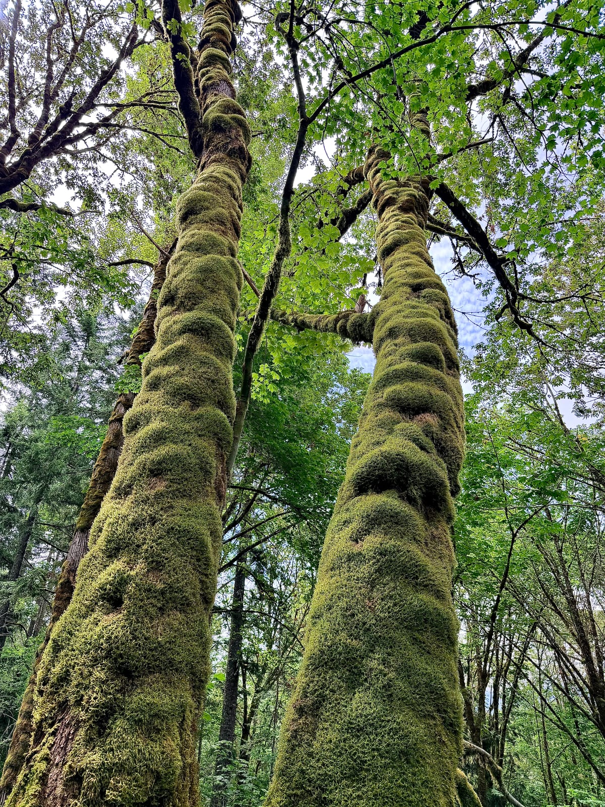 A view looking up at two tree trunks wrapped in thick green moss beneath a leafy canopy