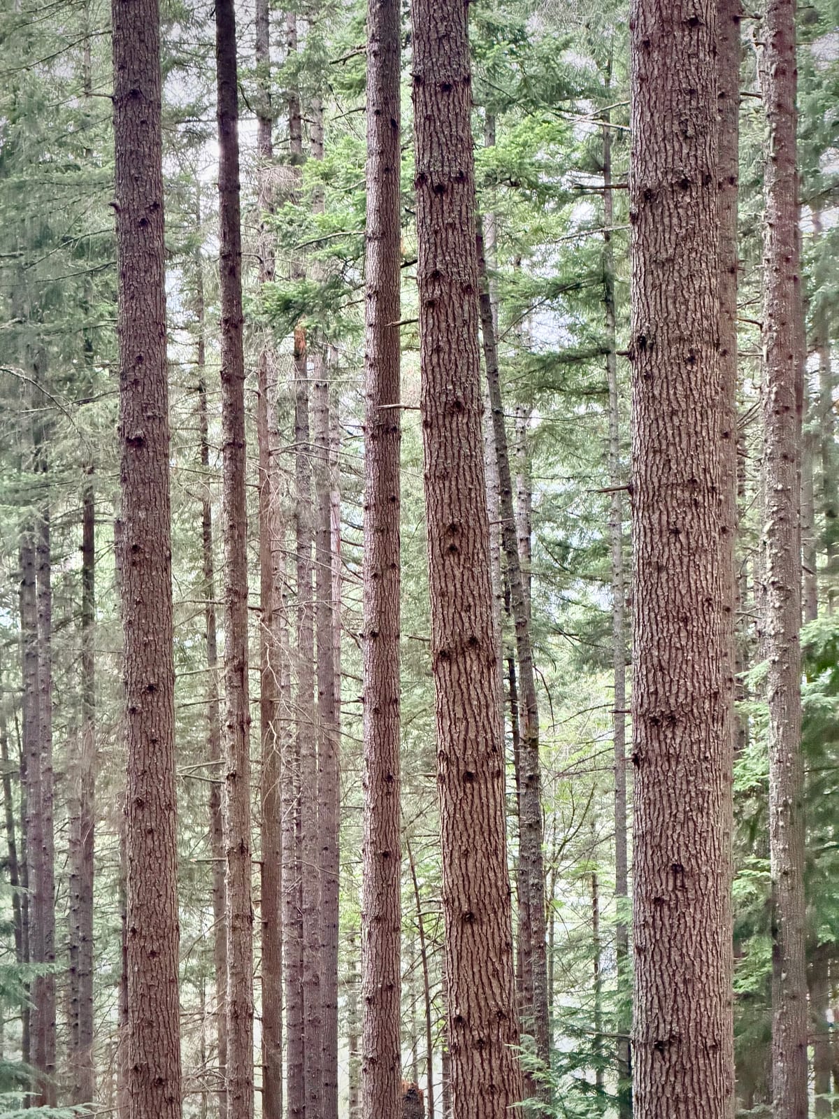 Tall straight evergreen trunks layered closely together in the forest at Little Si