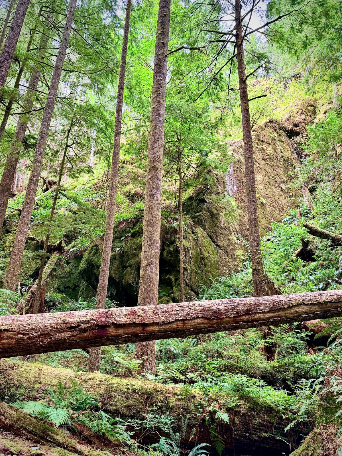A lush forest of ferns, mossy boulders, upright trees, and a fallen log