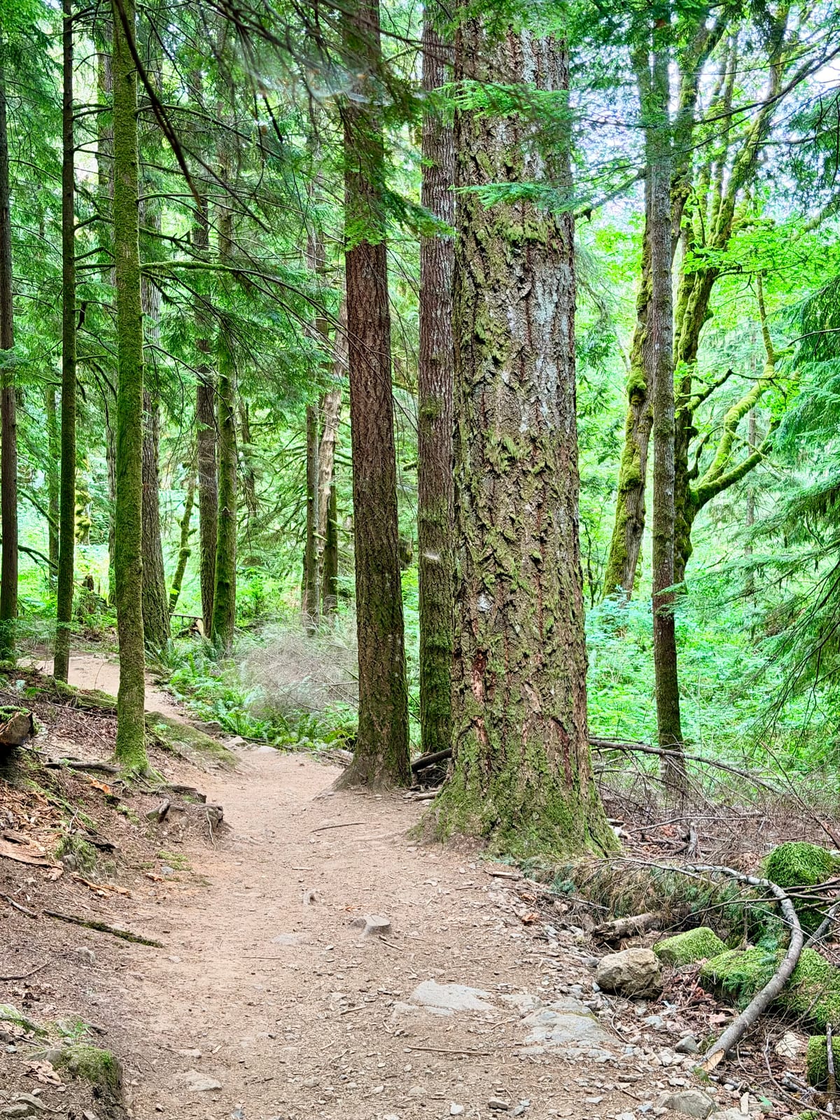 A dirt hiking trail winding between large evergreen trunks and bright green undergrowth