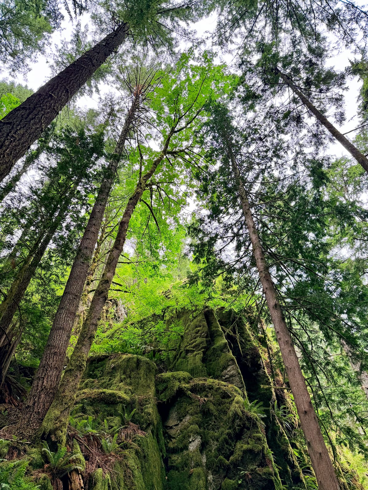 Tall trees rising around a moss-covered rock face under a bright green canopy